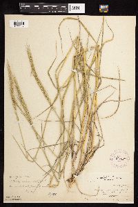 Elymus trachycaulus image