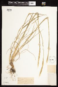 Elymus trachycaulus image