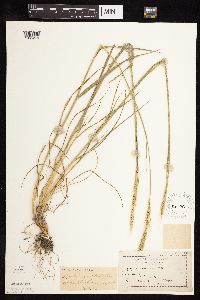 Elymus trachycaulus image