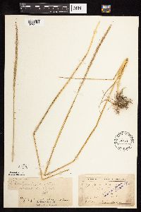 Elymus trachycaulus image