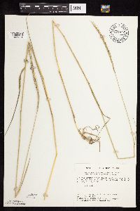 Elymus trachycaulus subsp. subsecundus image