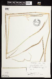 Elymus trachycaulus subsp. subsecundus image