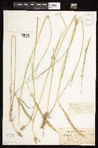 Elymus trachycaulus subsp. subsecundus image