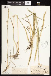 Elymus trachycaulus subsp. subsecundus image