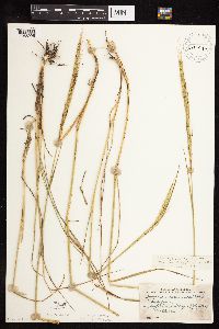 Elymus trachycaulus image