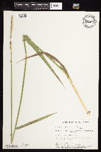 Elymus trachycaulus subsp. subsecundus image