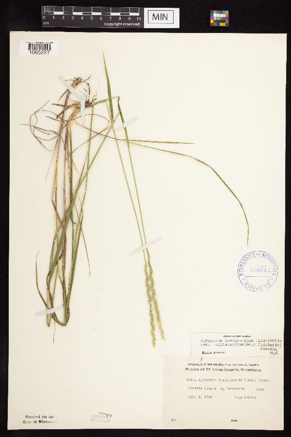 Elymus trachycaulus subsp. subsecundus image