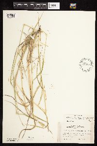 Elymus trachycaulus subsp. subsecundus image