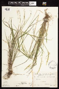 Elymus trachycaulus image