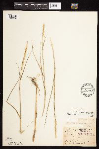 Elymus trachycaulus subsp. subsecundus image