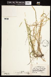 Elymus trachycaulus image