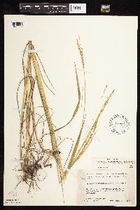 Elymus trachycaulus subsp. subsecundus image