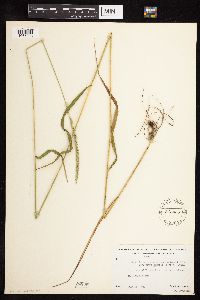 Elymus trachycaulus subsp. subsecundus image
