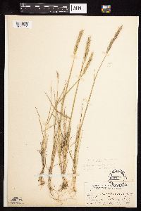 Elymus trachycaulus image