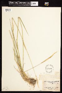 Elymus trachycaulus image
