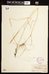 Elymus trachycaulus image