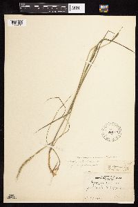 Elymus trachycaulus image