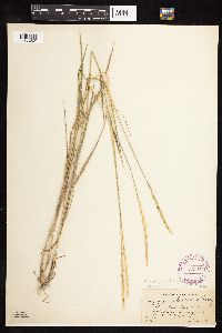 Elymus trachycaulus image