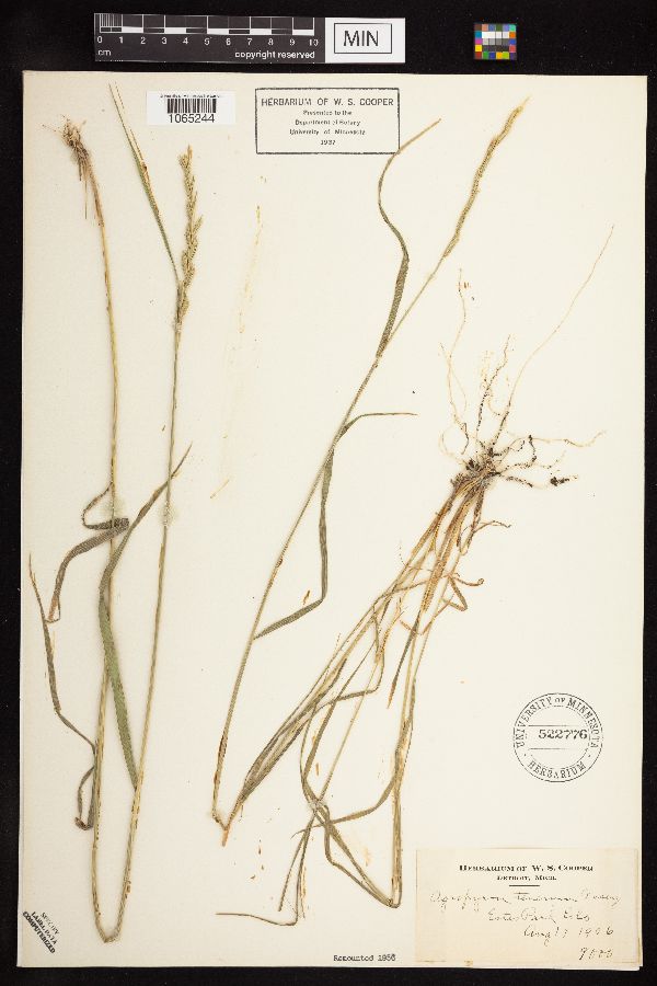 Elymus trachycaulus image