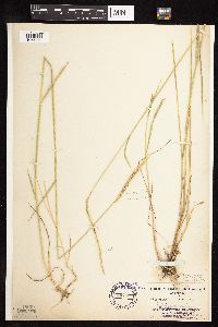 Media resource of Elymus trachycaulus