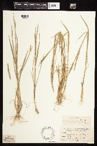 Elymus trachycaulus image