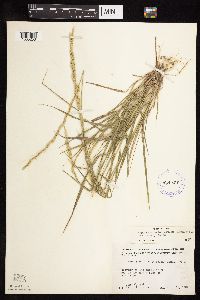 Elymus trachycaulus image