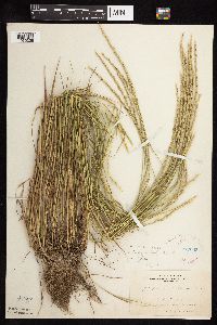 Elymus trachycaulus image