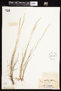 Elymus trachycaulus image
