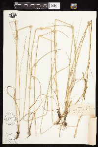 Elymus trachycaulus subsp. trachycaulus image