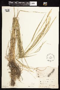 Elymus trachycaulus image
