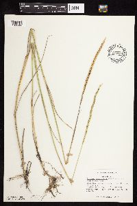 Elymus trachycaulus image