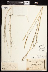 Elymus trachycaulus image