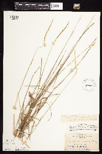 Elymus trachycaulus image