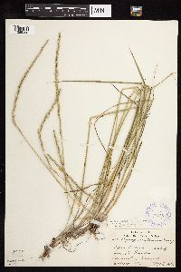 Elymus trachycaulus image