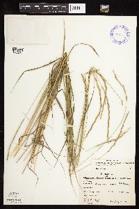 Elymus trachycaulus image