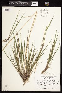 Elymus trachycaulus image