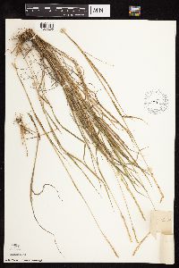 Elymus trachycaulus image