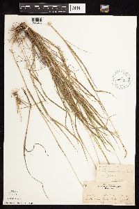 Elymus trachycaulus image