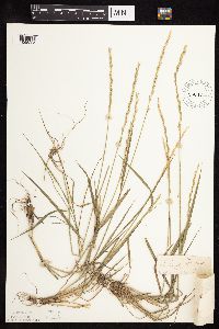 Elymus trachycaulus subsp. trachycaulus image