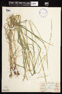 Elymus trachycaulus image