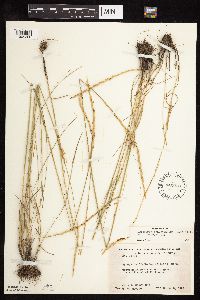 Elymus trachycaulus image