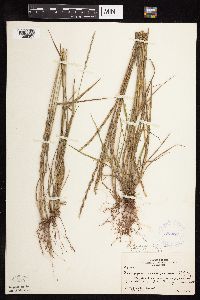 Elymus trachycaulus image