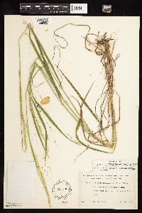 Elymus trachycaulus image