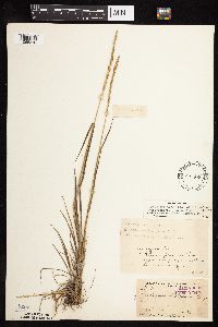 Elymus trachycaulus image