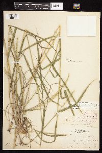 Elymus trachycaulus image