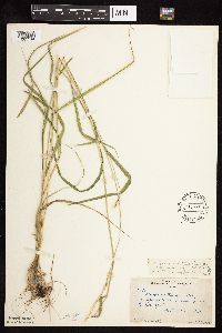 Elymus trachycaulus image
