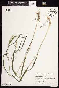 Elymus villosus image
