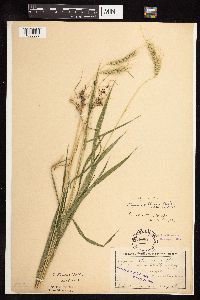 Media resource of Elymus villosus