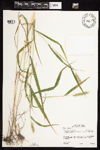 Elymus curvatus image