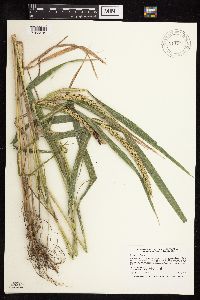 Elymus curvatus image